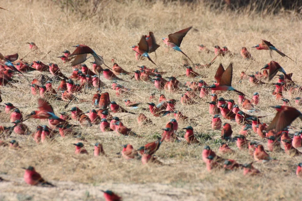 A vibrant flock of red-billed queleas taking flight over the Namibian savanna