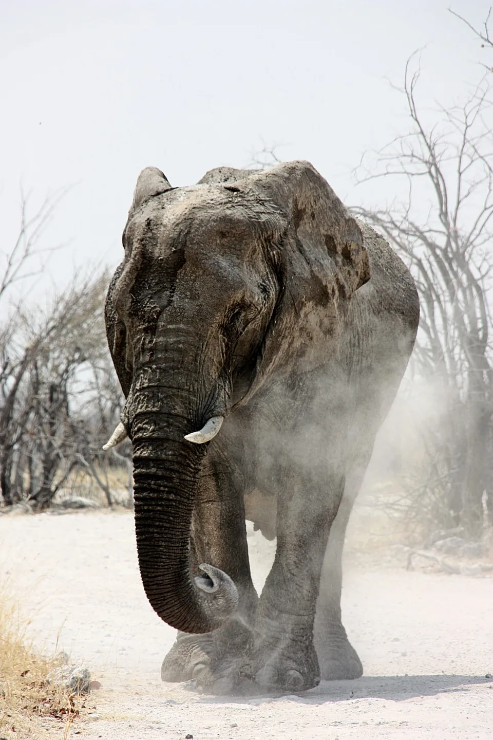 Elephant walking through dust on a gravel road in Etosha National Park