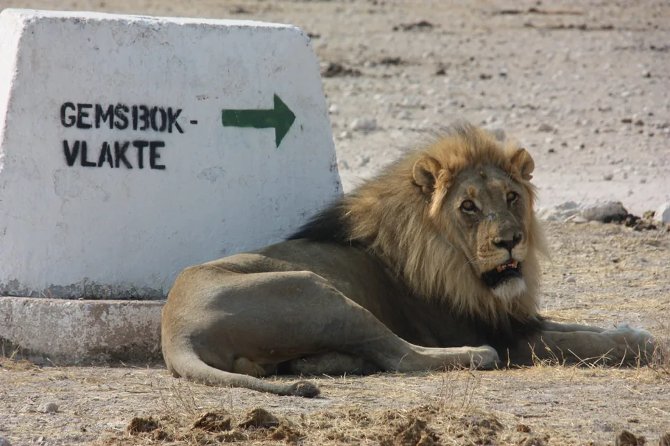 Male lion resting near a sign in Etosha National Park