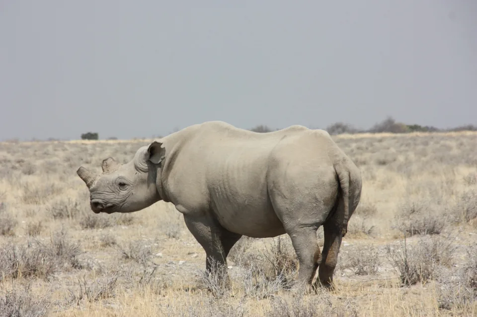 Black rhinoceros standing in the dry grasslands of Etosha
