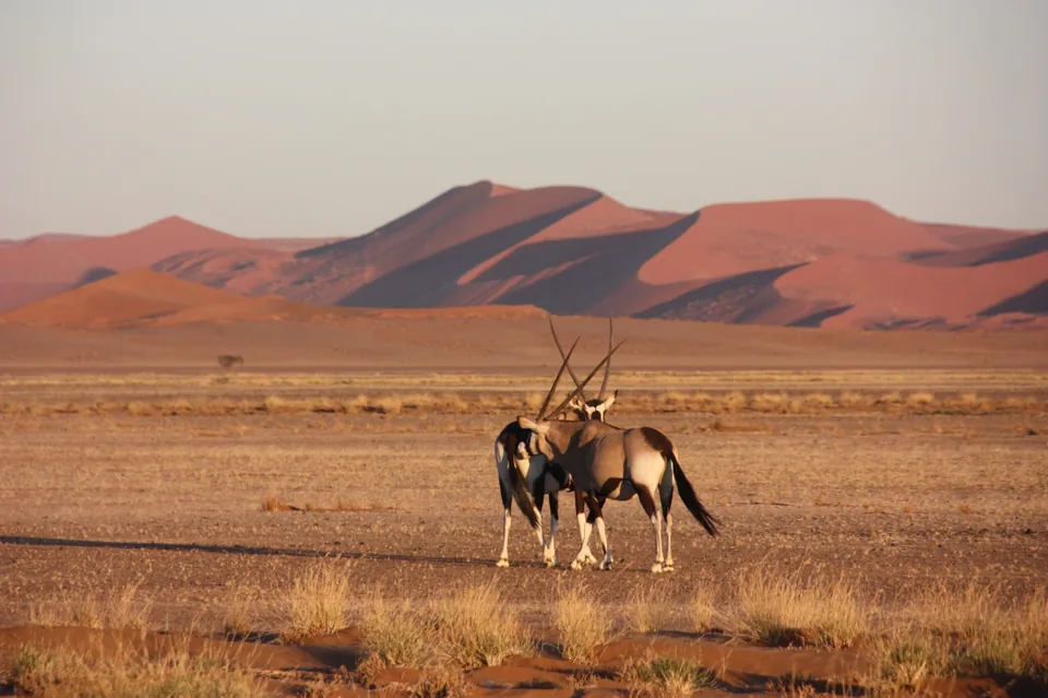 Red-lit camping tent under a star-filled Namibian night sky