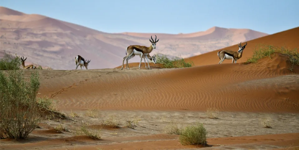 Springbucks walking across red sand dunes in the Namib Desert